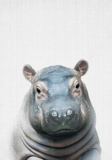 PHOTOWALL / Baby Hippo (e322792)