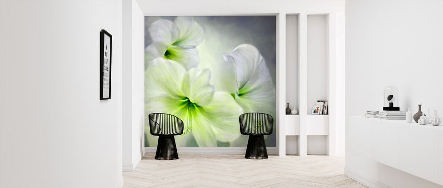 PHOTOWALL / White Amaryllis (e322579)