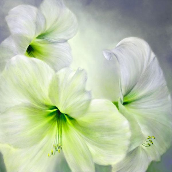 PHOTOWALL / White Amaryllis (e322579)