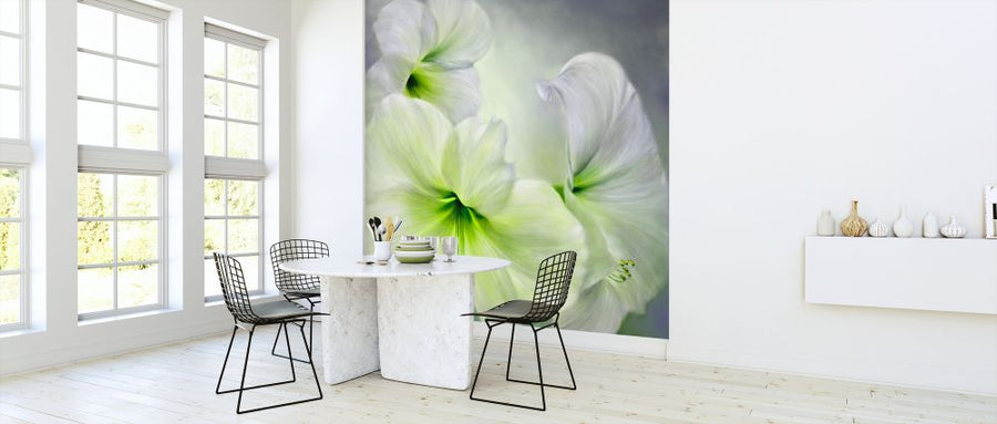 PHOTOWALL / White Amaryllis (e322579)