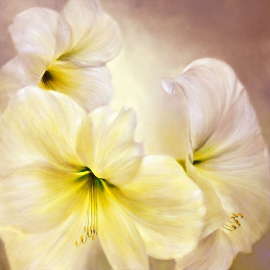 PHOTOWALL / White Amaryllis II (e322580)