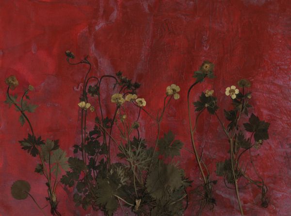 PHOTOWALL / Meadow (e323111)