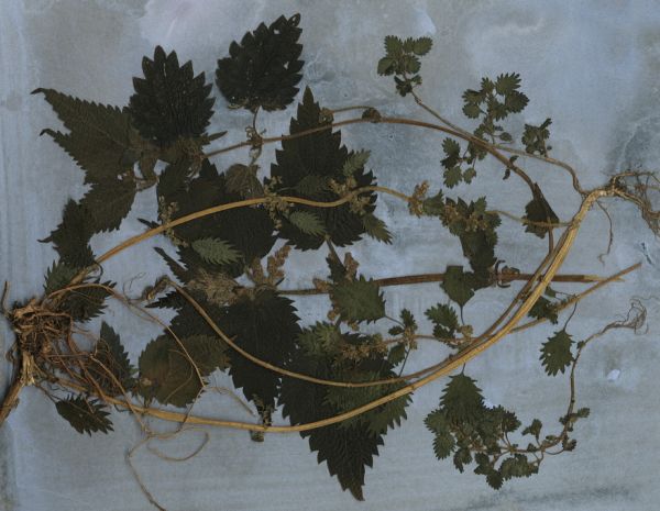 PHOTOWALL / Nettles (e323113)