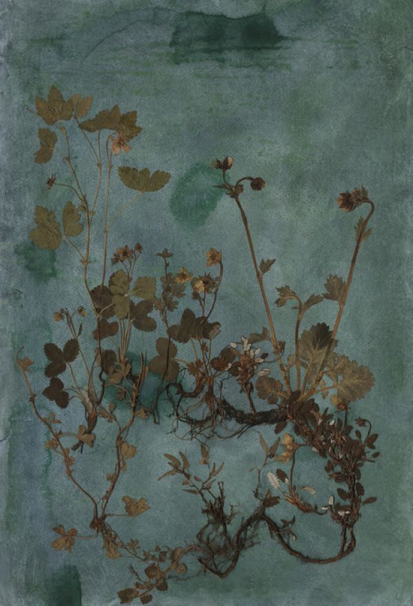 PHOTOWALL / Rhizome (e323120)