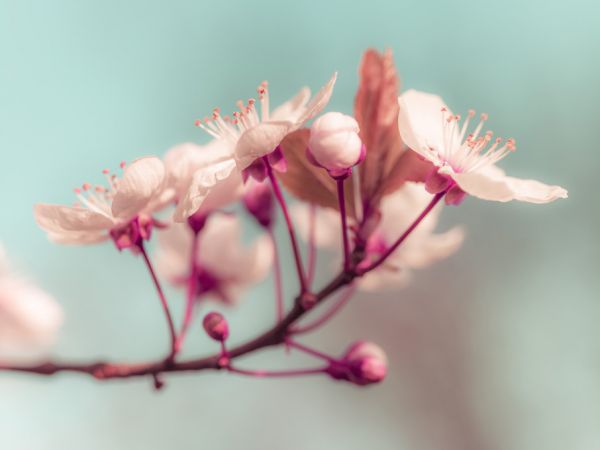 PHOTOWALL / Cherry Blossom (e321078)