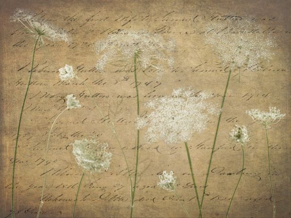 PHOTOWALL / Cow Parsley (e321080)