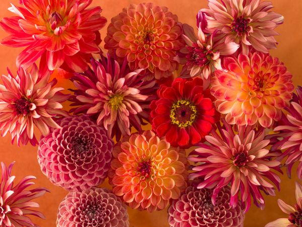 PHOTOWALL / Dahlias (e321082)