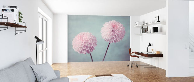 PHOTOWALL / Pink Dahlias (e321084)