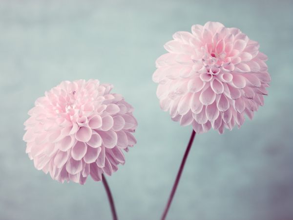 PHOTOWALL / Pink Dahlias (e321084)