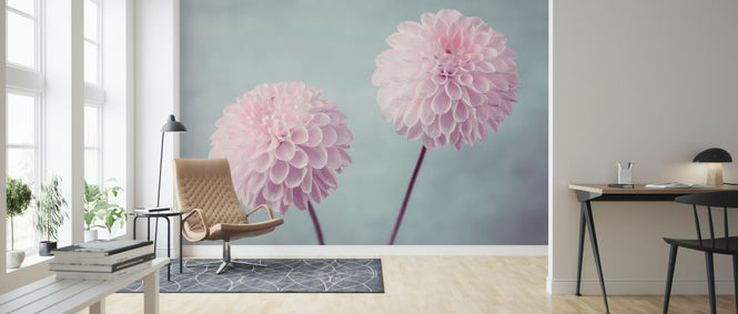 PHOTOWALL / Pink Dahlias (e321084)