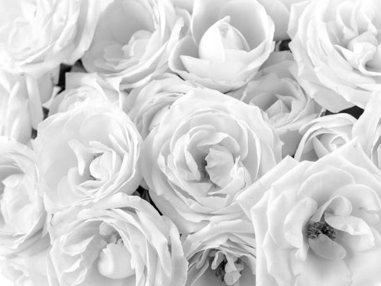 PHOTOWALL / White Roses (e321094)