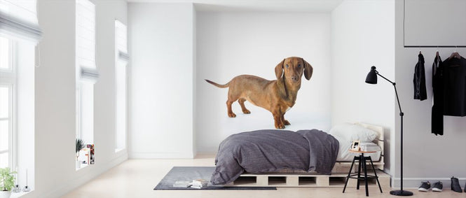 PHOTOWALL / Dachshund (e321105)