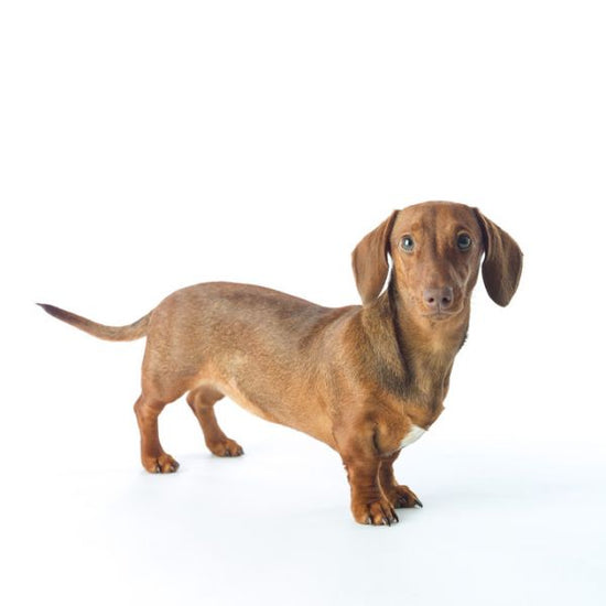 PHOTOWALL / Dachshund (e321105)