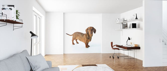 PHOTOWALL / Dachshund (e321105)
