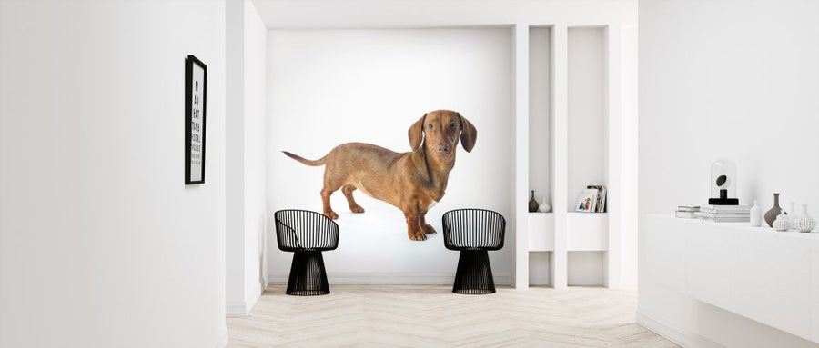 PHOTOWALL / Dachshund (e321105)