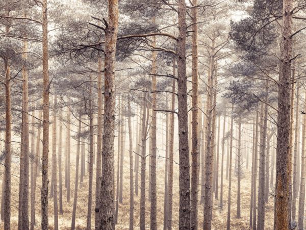PHOTOWALL / Forest (e321110)