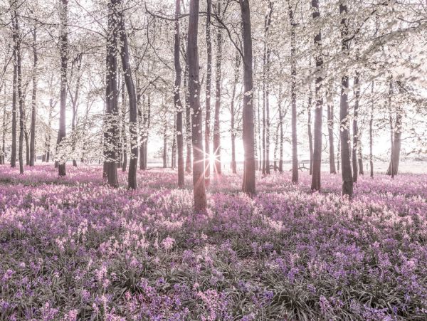 PHOTOWALL / Bluebells - Violet (e321113)