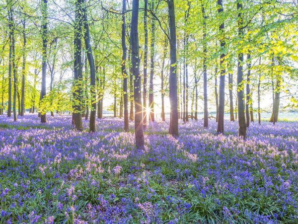 PHOTOWALL / Bluebells (e321114)