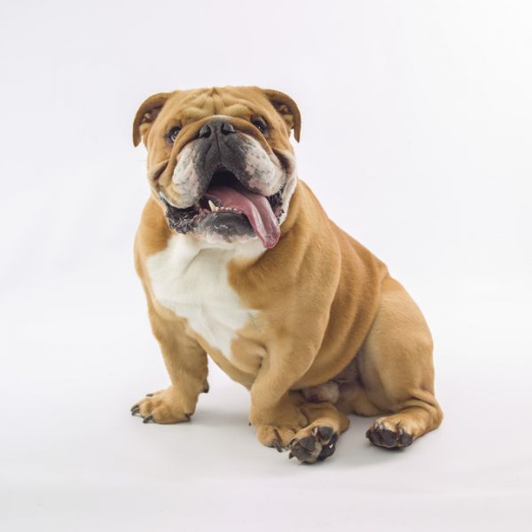 PHOTOWALL / Relaxed Bulldog (e321120)