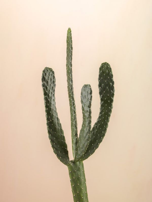 PHOTOWALL / Cacti - Beige (e321124)