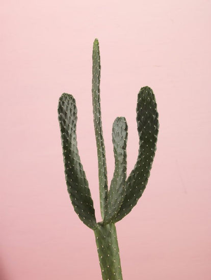 PHOTOWALL / Cacti - Pink (e321125)