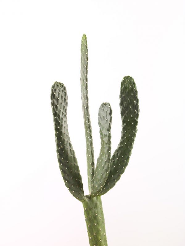 PHOTOWALL / Cacti - White (e321126)