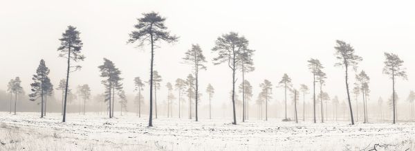 PHOTOWALL / Snowy Tree View (e321130)