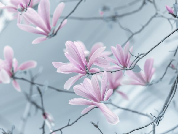 PHOTOWALL / Lovely Magnolias (e321131)