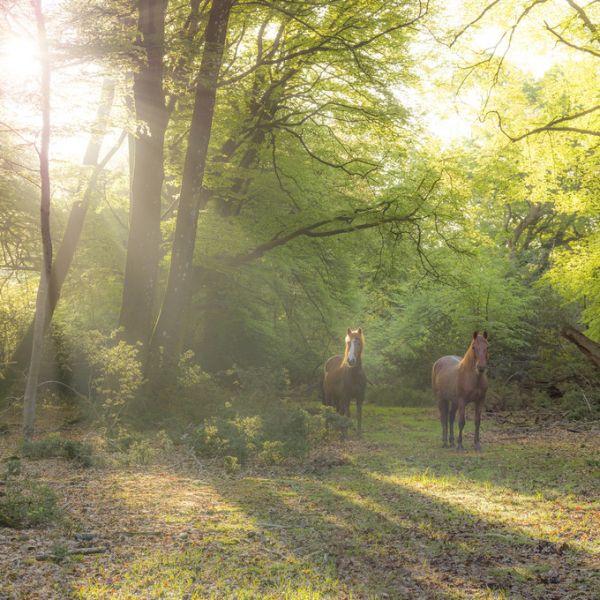 PHOTOWALL / Wild Horses (e321133)