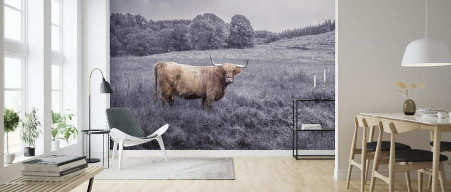 PHOTOWALL / Staring highland Cow (e321135)