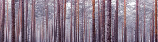 PHOTOWALL / Noble Pine Forest (e321136)