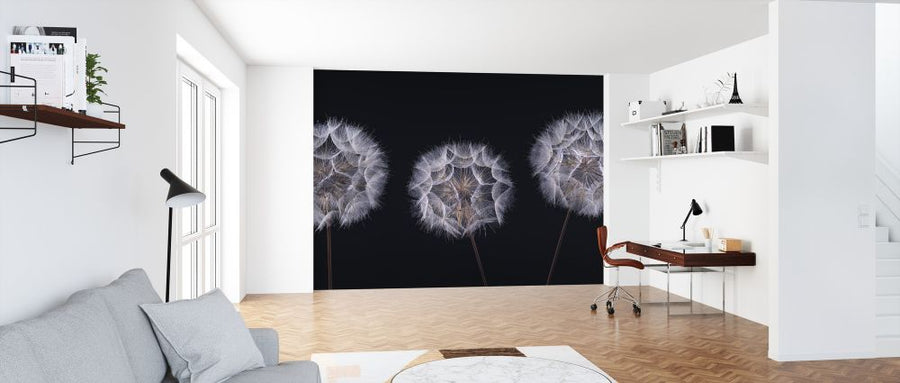 PHOTOWALL / Dandelion Clock (e321145)