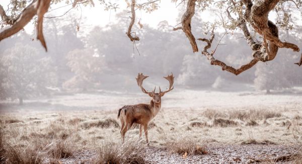 PHOTOWALL / Noble Stag (e321147)