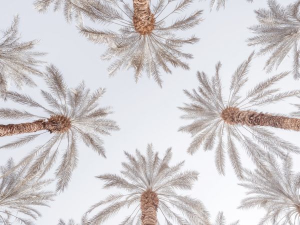 PHOTOWALL / Beneath the Palm Trees (e321150)