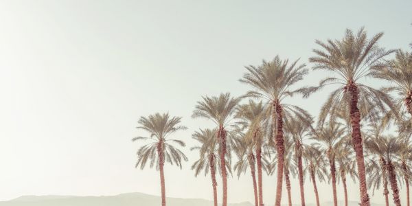 PHOTOWALL / Palm Trees (e321151)