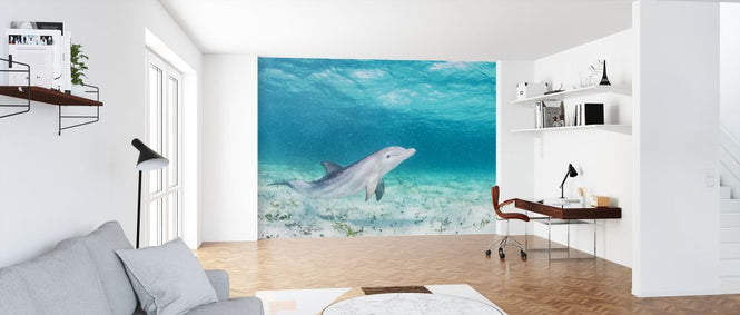 PHOTOWALL / Bottlenose Dolphin Playing (e319036)