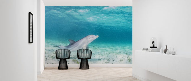 PHOTOWALL / Bottlenose Dolphin Playing (e319036)