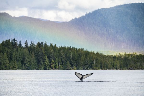 PHOTOWALL / Humpback Whale (e319037)