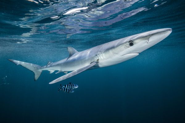PHOTOWALL / Blue Shark with a Pair of Pilot Fish (e319039)