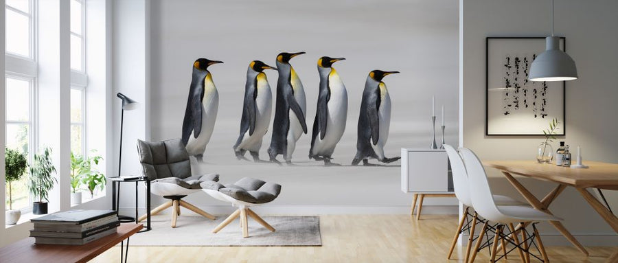 PHOTOWALL / King Penguins - Falklands (e319042)