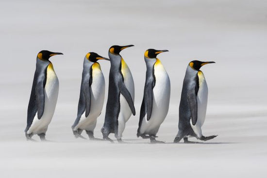 PHOTOWALL / King Penguins - Falklands (e319042)