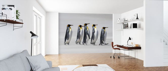 PHOTOWALL / King Penguins - Falklands (e319042)