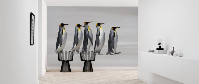 PHOTOWALL / King Penguins - Falklands (e319042)