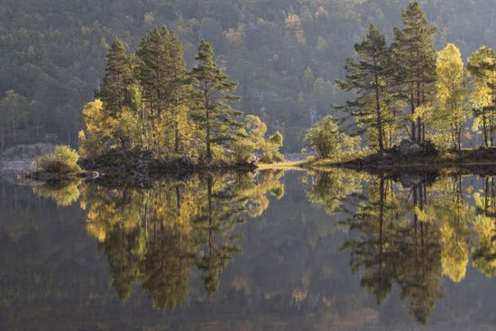 PHOTOWALL / Reflections of Trees (e320138)