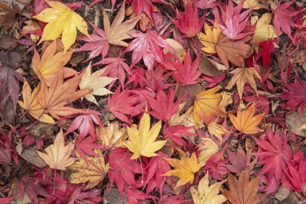 PHOTOWALL / Fallen Maple Leaves (e320139)