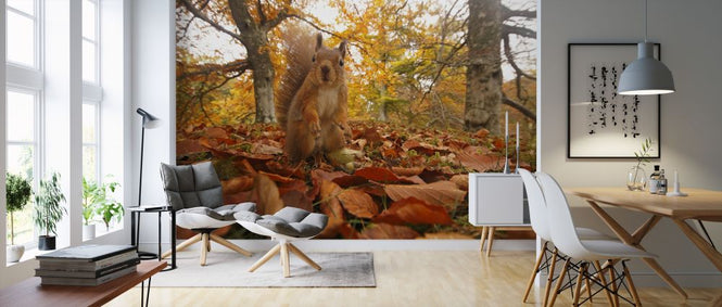 PHOTOWALL / Red Squirrel in Leaf Litter (e320140)