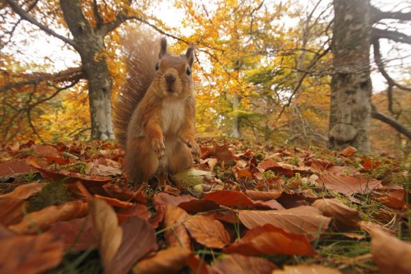 PHOTOWALL / Red Squirrel in Leaf Litter (e320140)