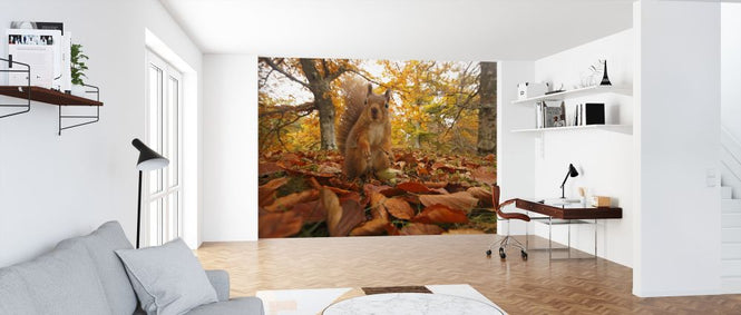 PHOTOWALL / Red Squirrel in Leaf Litter (e320140)