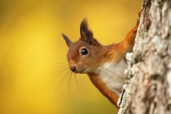 PHOTOWALL / Red Squirrel with Autumn Colors (e320142)
