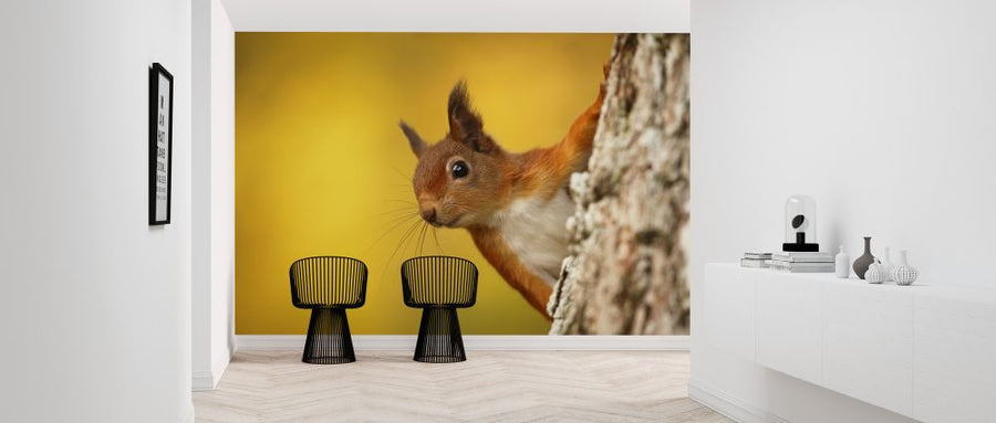 PHOTOWALL / Red Squirrel with Autumn Colors (e320142)